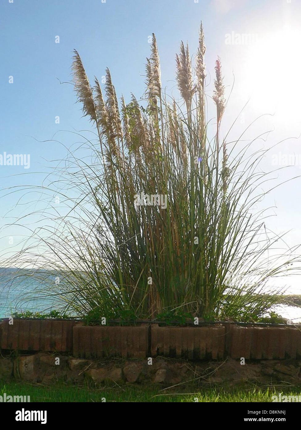 How Tall Is Loid Forger, Spy x Familys Master Agent?